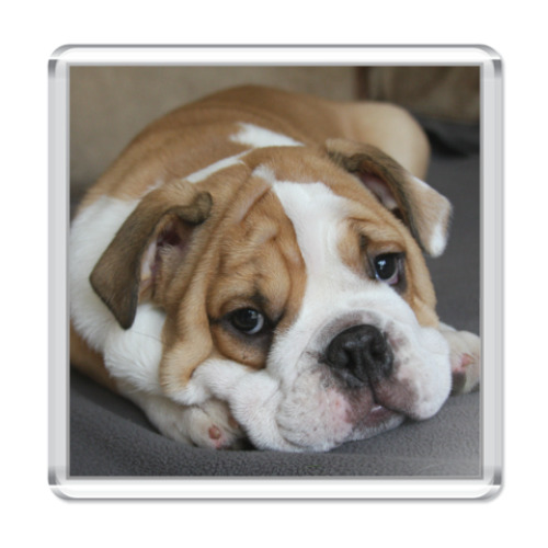 Магнит с принтом  Пес