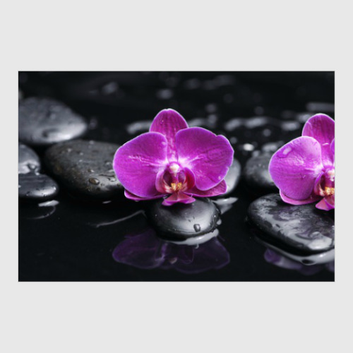 Постер с принтом Орхидея на камнях