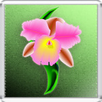 Орхидея