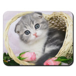 Кот в корзине