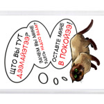 Странный кот