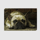 Французский бульдог