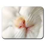 Кошка для мышки