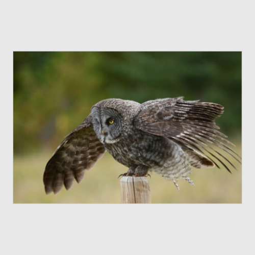 Постер с принтом Необыкновенные птицы