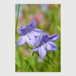 Колокольчики