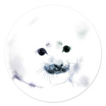 Малыш тюлень