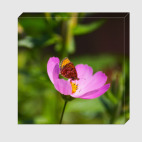 Садовая ромашка