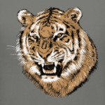Тигр