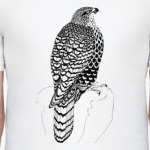 Ястреб тетеревятник