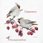 Свиристели прилетели