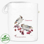 Свиристели прилетели