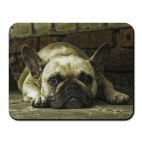 Французский бульдог