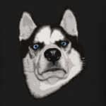 Суровый Хаски