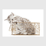 Милые котики, коты и котята