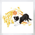 бордер колли