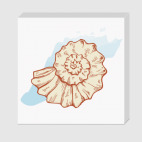 морская раковина