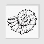 морская раковина