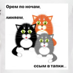 Котики