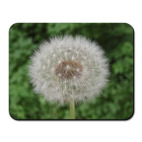  'Одуванчик'