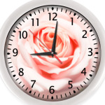 Нежная роза