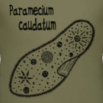 Paramecium caudatum