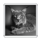 Серия Красивые Животные