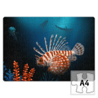 Подводный мир и рыба крылатка