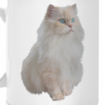 Snow White Cat