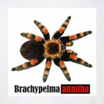Brachys