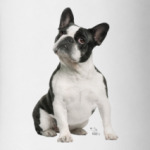 Французский бульдог