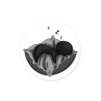 Виниловая наклейка, круг (5 х 5 см) Сплюха