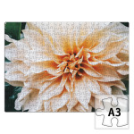 Летние цветы