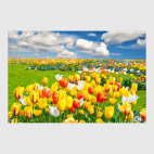 Сезон тюльпанов