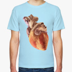 Сердце человека