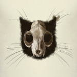 Строение черепа кота