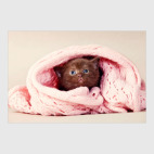 Милые котики, коты и котята