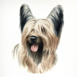 Йоркширский терьер