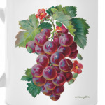 Виноград