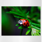 Божья коровка