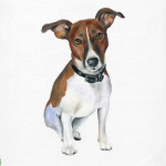 Джек рассел терьер