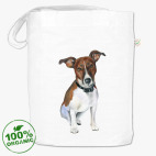 Джек рассел терьер