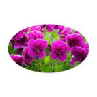 Камчатка, цветы