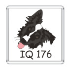 бордер колли