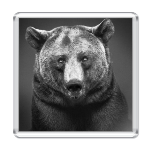 Магнит с принтом медведь