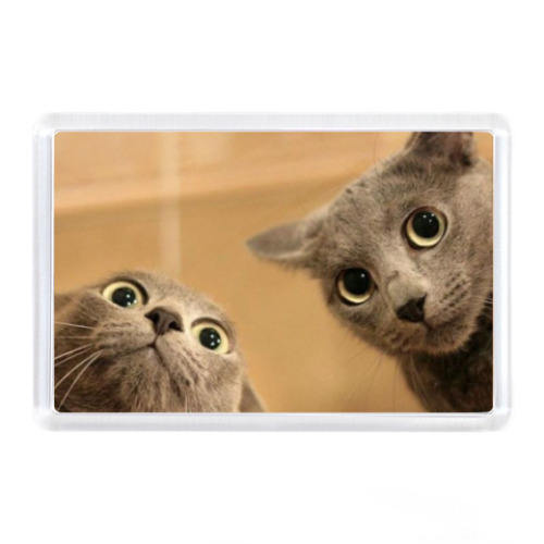 Магнит с принтом Коты