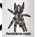 Regalis