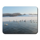 Гиперборейские лебеди