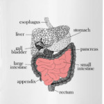 Пищеварительная система