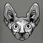 Кот Сфинкс