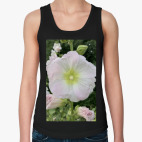 мальва, шток роза